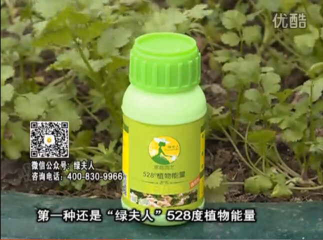 20160502珠江臺(tái)搖錢樹：家庭小院種蔬菜，用綠夫人營養(yǎng)液長勢(shì)好