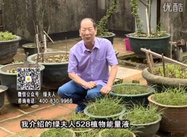 20160509珠江臺(tái)搖錢樹：天臺(tái)種葉菜用綠夫人營養(yǎng)液，抗病好、長勢(shì)綠
