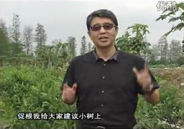20160509珠江臺搖錢樹：柑橘淋微補根力鈣+精力，噴微補葉面肥，保樹分果好