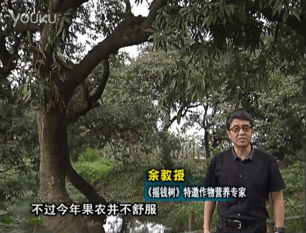 20160523珠江臺搖錢樹：荔枝龍眼用微補方案，膨果好、果硬有品質(zhì)，保樹綠