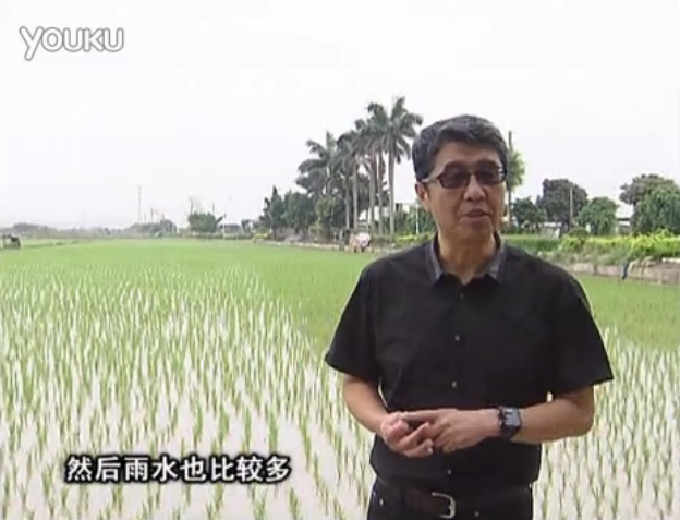 20160530珠江臺搖錢樹：水稻、甘蔗用微補方案，促根壯長勢，提高收益