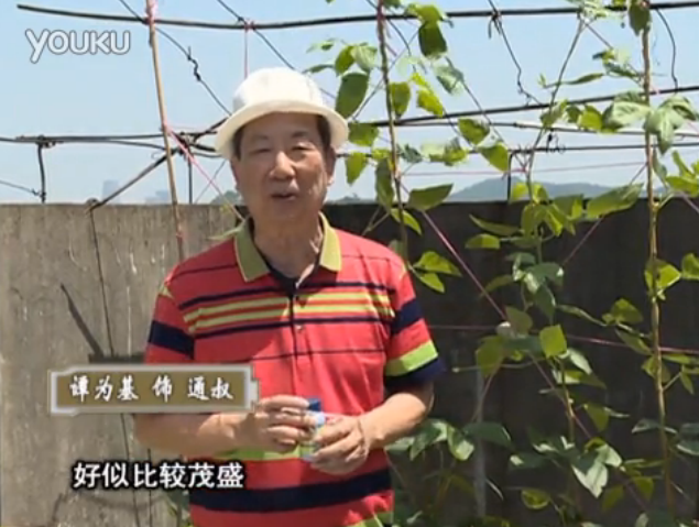 20160530珠江臺(tái)搖錢樹：天臺(tái)種豆角用綠夫人160度補(bǔ)鈣抗病液，長勢(shì)壯，幫助開花坐果