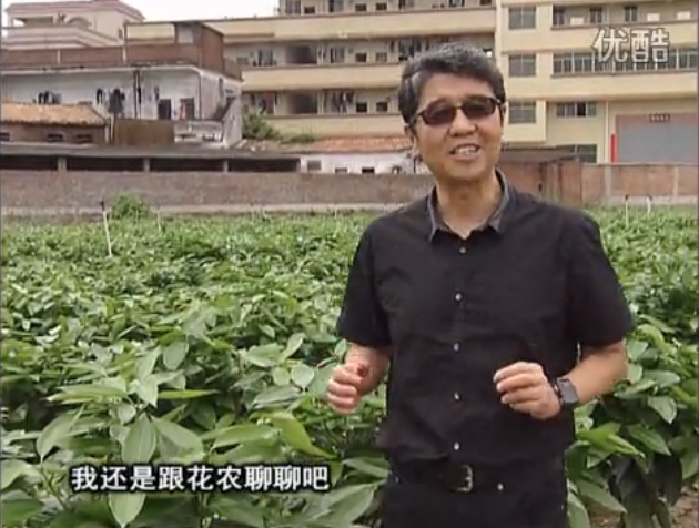 20160606珠江臺搖錢樹：觀葉植物用微補方案，壯根提長、保葉抗病好！