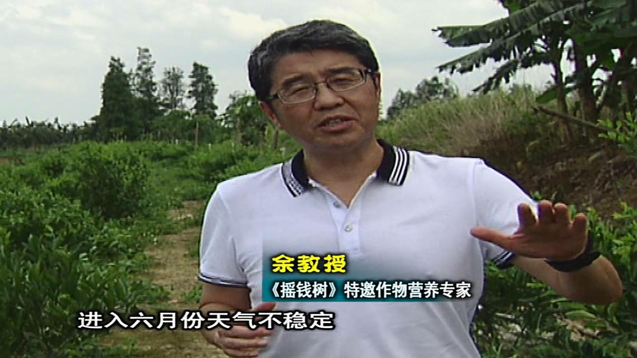20160613珠江臺搖錢樹：柑橘噴微補蓋力、淋根力鈣，補鈣減少裂果、太陽果、果更硬