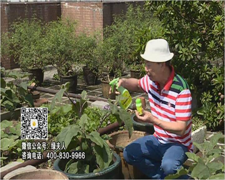 20160613珠江臺搖錢樹：天臺種茄瓜用綠夫人，長勢靚，開花結(jié)果好