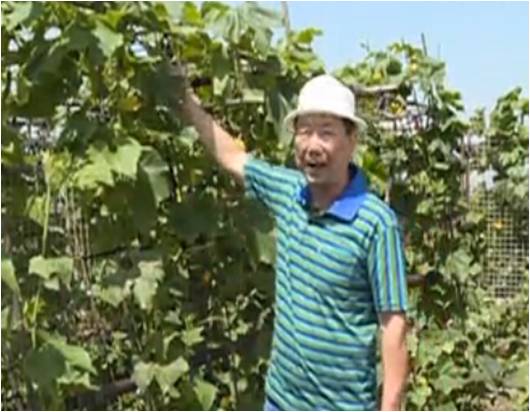 20160620珠江臺搖錢樹：天臺蔬菜用綠夫人營養(yǎng)液，開花坐果好