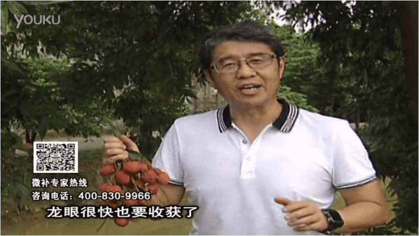 20160627珠江臺搖錢樹：荔枝轉(zhuǎn)色葉噴微補紅果力+蓋力，補充磷鉀鈣，著色增甜果硬