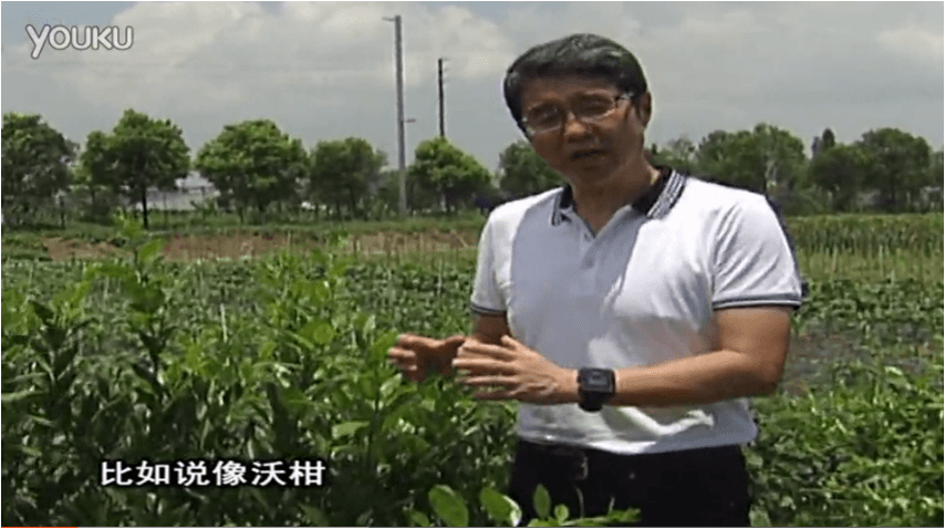 20160627珠江臺搖錢樹：柑橘減少黃葉花葉，淋微補根力鈣+沖力鎂、噴微補碧力