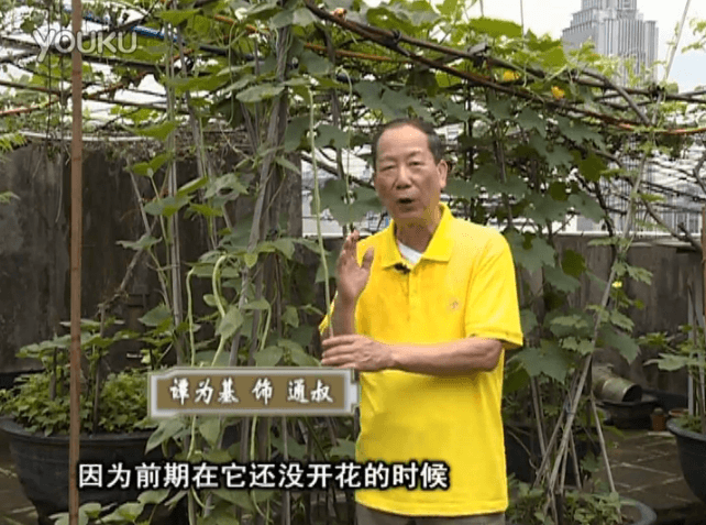 20160627珠江臺搖錢樹：天臺豆角用綠夫人528營養(yǎng)液，開花好結(jié)豆期長