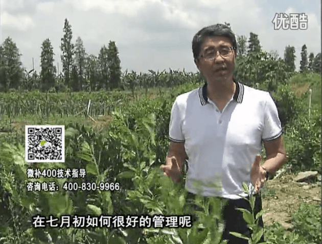 20160704珠江臺搖錢樹：柑橘淋微補根力鈣+沖力鎂+全力，秋梢整齊健壯、梢果同長