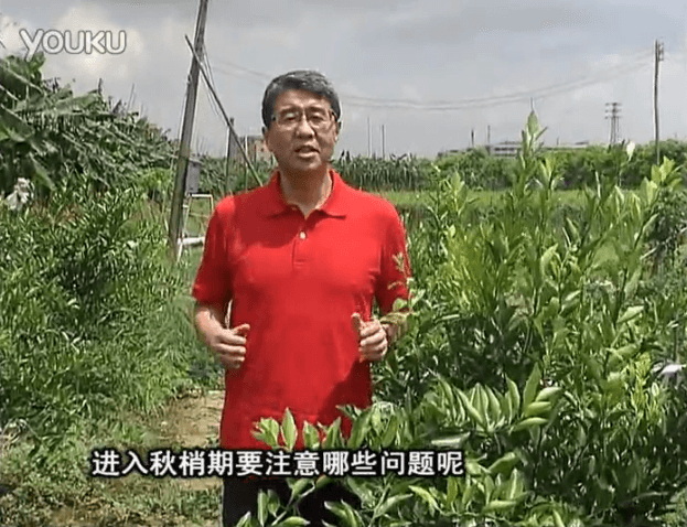 20160711珠江臺搖錢樹：預防柑橘秋梢發(fā)黃、不轉綠，用微補秋梢肥方案