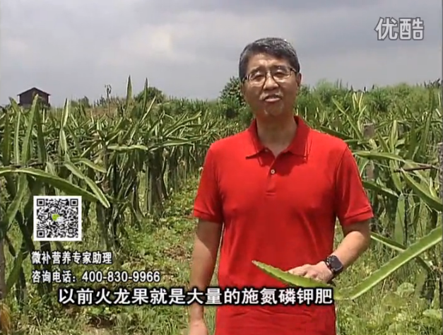 20160711珠江臺搖錢樹：火龍果用微補方案，開花坐果好，果實膨大品質(zhì)高