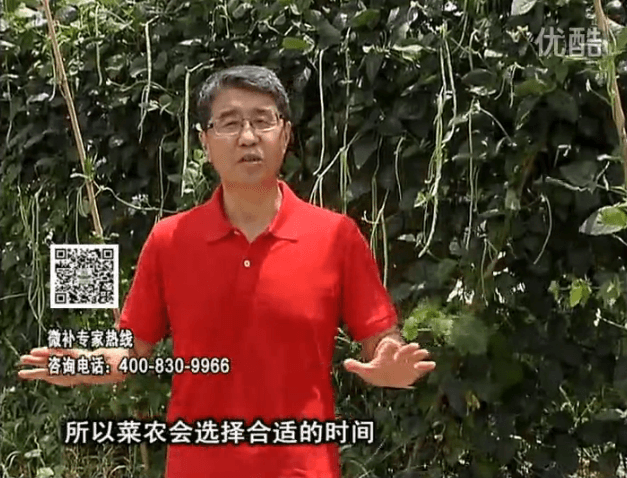 20160718珠江臺(tái)搖錢樹：瓜果蔬菜用微補(bǔ)水肥方案，結(jié)果多、有產(chǎn)量