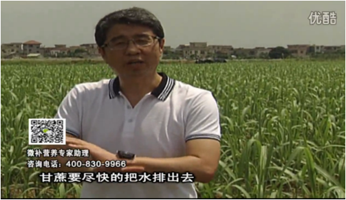 20160620珠江臺搖錢樹：甘蔗雨多漚根？淋微補根力鈣+精力、噴果力+壯力，促根壯長、甘蔗起灰好