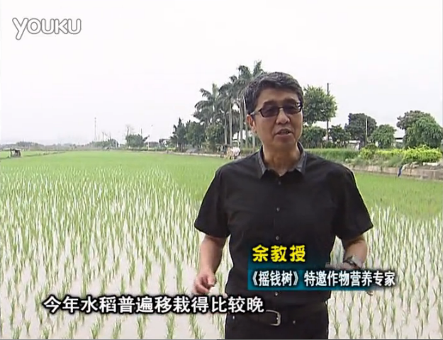 20160530珠江臺搖錢樹：水稻撒微補倍力、噴苗力，返青分蘗好，產(chǎn)量高