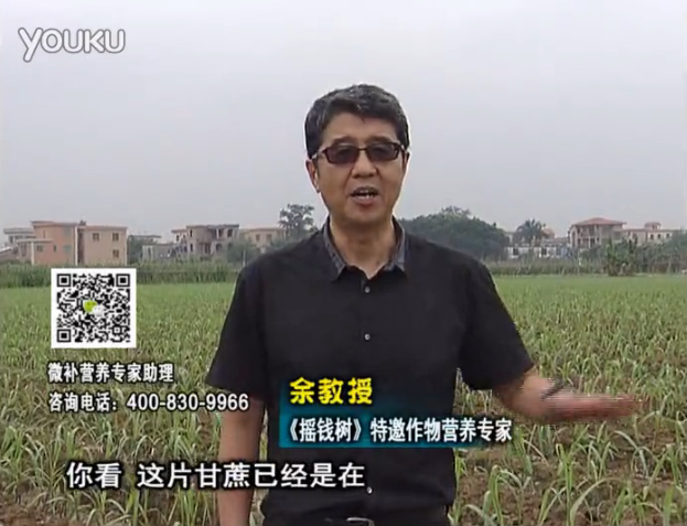 20160530珠江臺搖錢樹：甘蔗促根壯苗長勢好，淋沖微補根力鈣+精力、撒倍力
