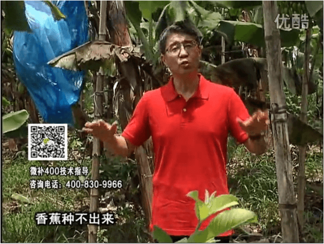 20160725珠江臺搖錢樹：香蕉用微補方案，調(diào)酸防黃化、膨果壯蕉好