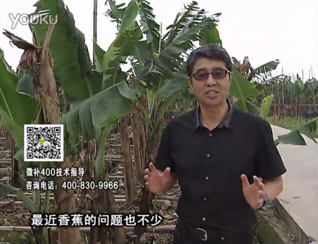 20160502珠江臺搖錢樹：香蕉撒微補倍力、噴果力+碧力，促根保葉、長勢快