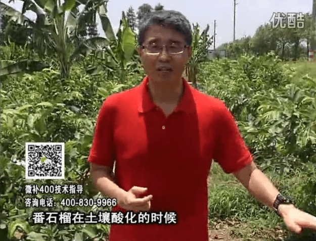20160808珠江臺搖錢樹：番石榴用微補方案，保葉膨果、增產(chǎn)品質(zhì)高