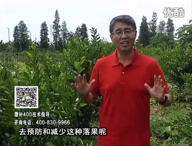 20160808珠江臺搖錢樹：柑橘噴微補碧力+壯力或蓋力，預防減少缺鎂落果，果硬膨大好