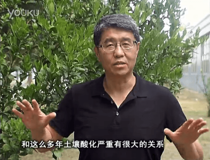 20160905珠江臺搖錢樹：柑橘秋風一吹就黃，調酸淋沖微補調力是關鍵，同時保樹膨果