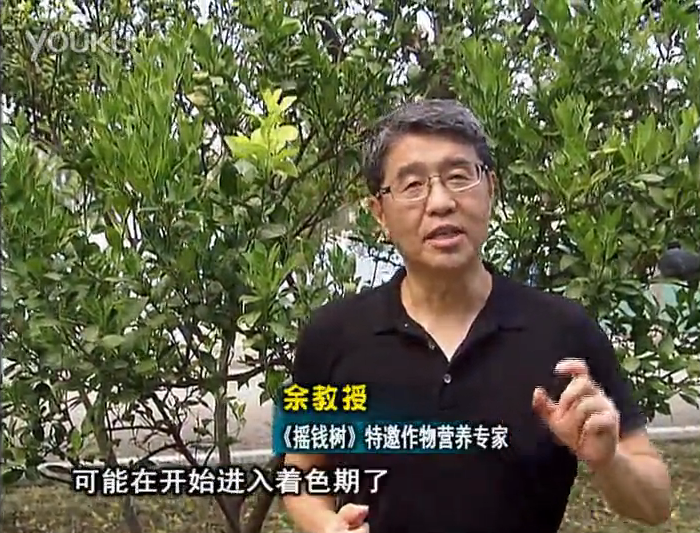 20160912珠江臺搖錢樹：柑橘用微補方案，果實著色好，提前促花、預防落果