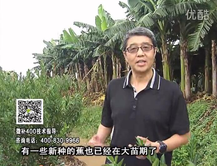 20160919珠江臺搖錢樹：香蕉淋微補根力鈣+沖力或撒倍力，噴果力+碧力，保葉膨蕉壯長