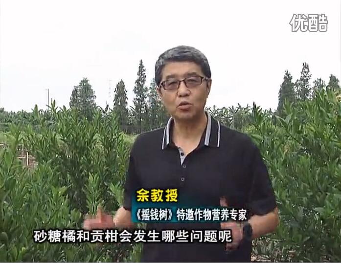 20160919珠江臺搖錢樹：柑橘用微補方案，減少秋梢落果裂果，保樹膨果好