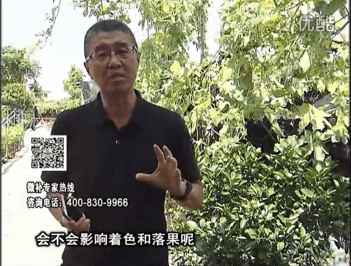 20161010珠江臺搖錢樹：柑橘葉噴微補花力+碧力，提前促花、減少梢葉黃