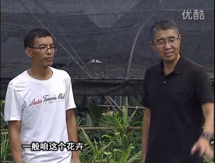 20161010珠江臺搖錢樹：盆栽花卉促根多，長勢青綠