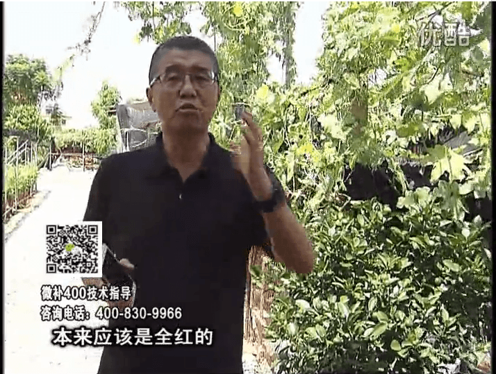 珠江臺搖錢樹：柑橘著色葉噴紅果力，著色均勻增甜增重