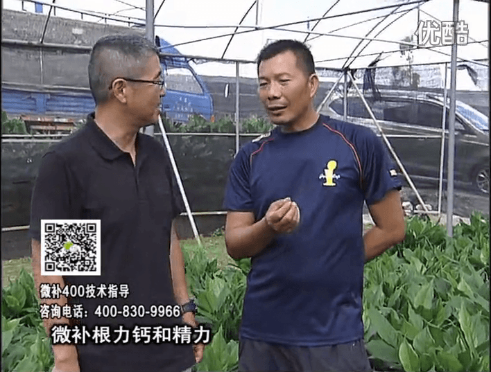 珠江臺搖錢樹：盆栽綠植澆施微補根力鈣+精力，促根多長勢青綠