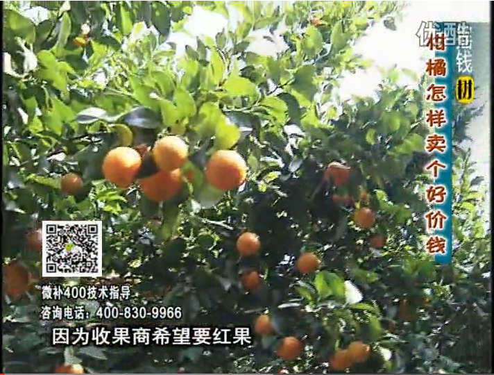 20161107珠江臺搖錢樹：柑橘噴施微補紅果力、蓋力，增甜增重賣價高