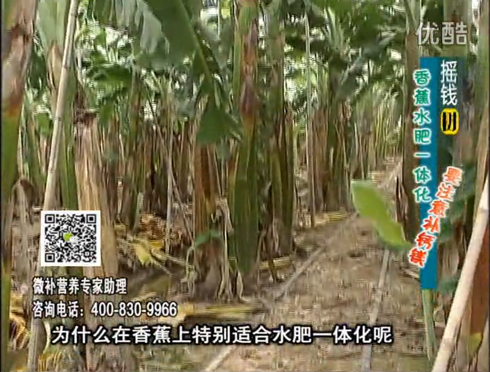 20161107珠江臺搖錢樹：香蕉水肥一體化，用微補方案科學施肥