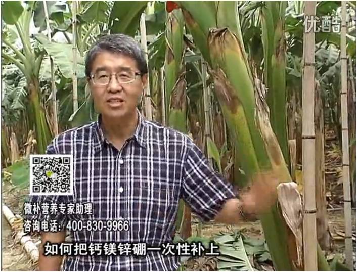 20161121珠江臺搖錢樹：香蕉撒施微補倍力，促根壯長、預(yù)防黃葉、提高產(chǎn)量