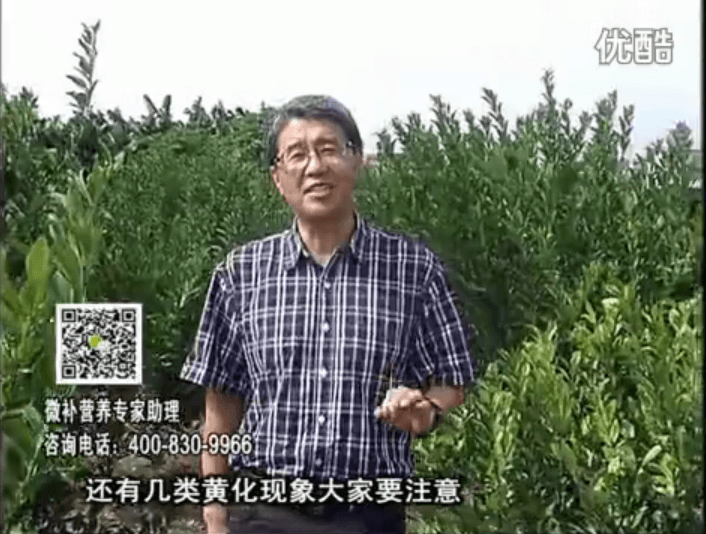 20161121珠江臺搖錢樹：柑橘黃化土酸根差是關鍵，澆施微補根力鈣+精力促根保樹