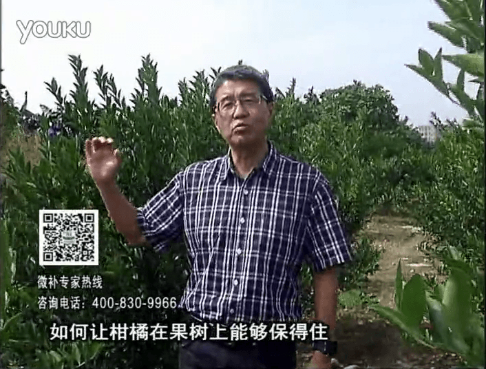 20161128珠江臺搖錢樹：柑橘噴微補蓋力、碧力，低溫抗凍，果掛得住，預防減少采前落果