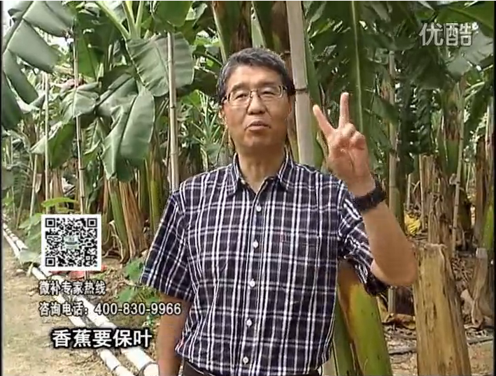 20161128珠江臺搖錢樹：香蕉用微補方案，預(yù)防減少黃葉、抽蕾膨蕉好