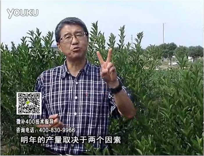 20161205珠江臺搖錢樹：柑橘噴施微補花力+碧力、下因迪樂有機肥，促花恢復長勢好