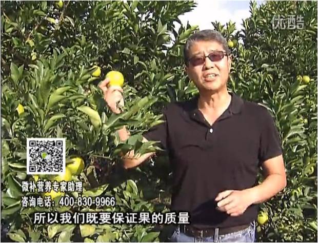 20161212珠江臺搖錢樹：紅江橙淋微補根力鈣+沖力，噴紅果力，樹勢壯，果品質好
