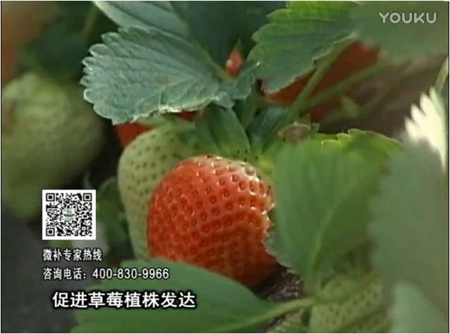 20161219珠江臺搖錢樹：草莓如何壯長、果大品質(zhì)高？
