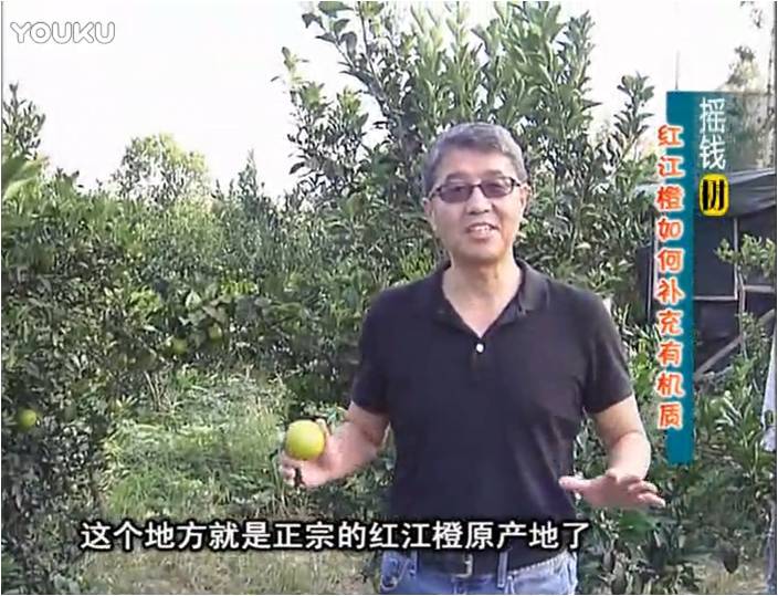 20161219珠江臺搖錢樹：紅江橙用微補方案，裂果少、樹勢好