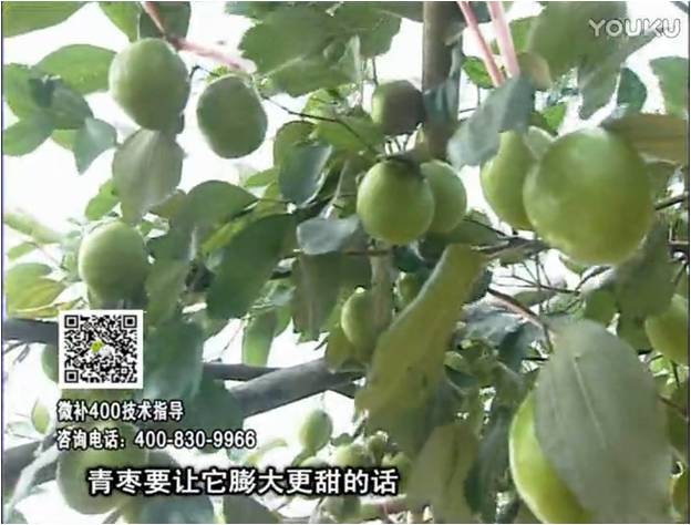 20161226珠江臺搖錢樹：青棗用微補方案，健壯長勢，提高來花坐果