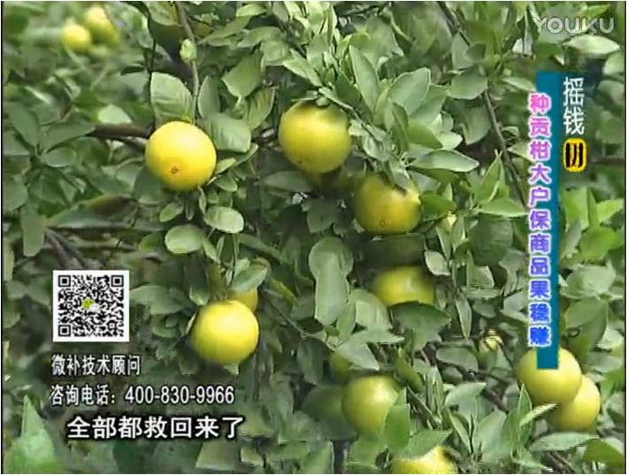 20170102珠江臺搖錢樹：柑橘噴微補蓋力防凍抗凍，采后冬肥下微補倍力+有機肥