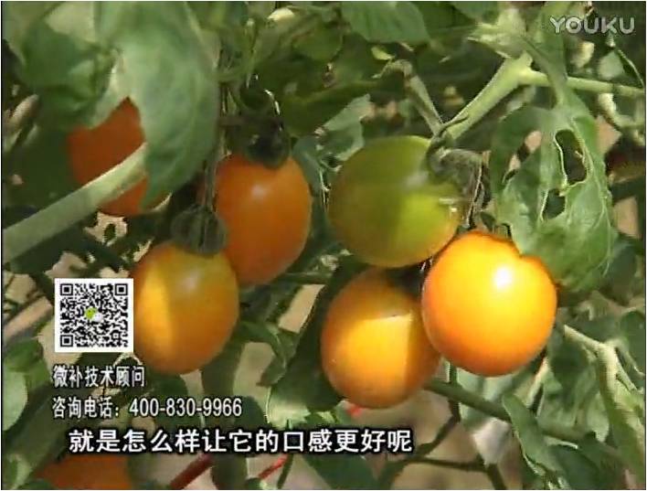 20170102珠江臺(tái)搖錢樹：番茄臍腐病、裂果、抗凍如何做？澆施微補(bǔ)根力鈣+精力，葉噴微補(bǔ)葉面肥