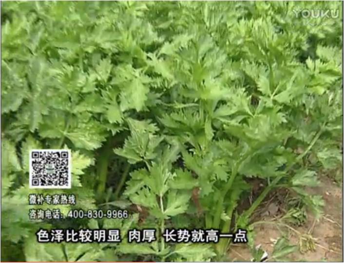 20170109珠江臺(tái)搖錢樹：葉菜如何種？長(zhǎng)勢(shì)好又高產(chǎn)！