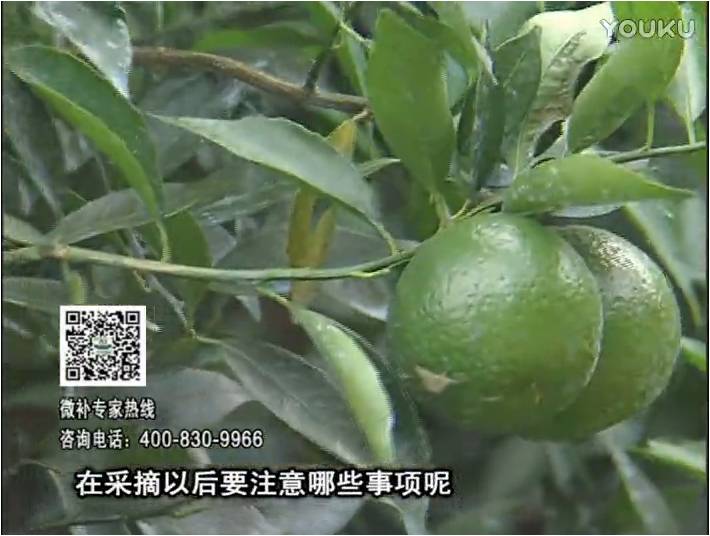 20170109珠江臺搖錢樹：新會柑用微補方案，保樹好，果品質高，年年有收獲