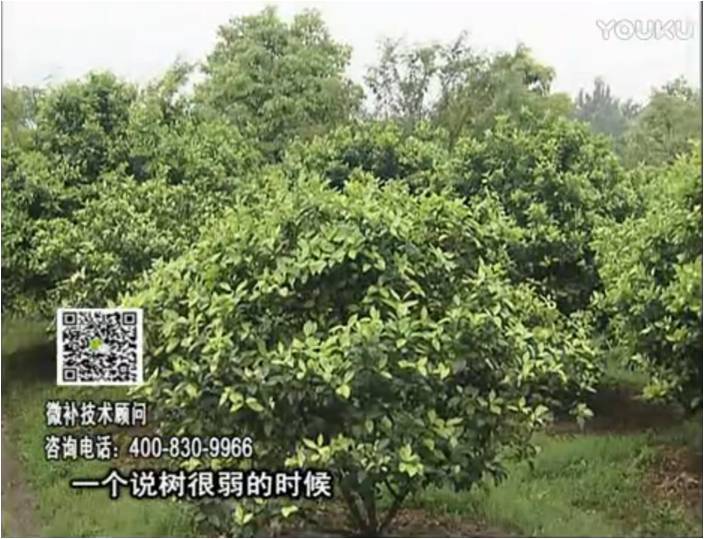 20170206珠江臺搖錢樹：柑橘用微補方案，壯樹促花壯花好