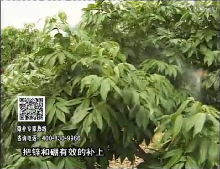 20170213珠江臺搖錢樹：荔枝噴施微補花力+硼力，補充鋅硼健壯來花