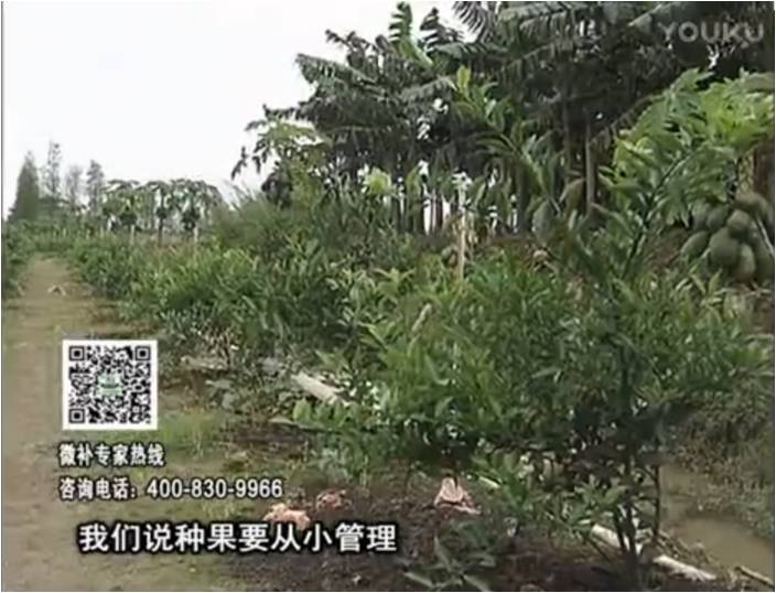 20170213珠江臺搖錢樹：柑橘小樹用微補方案，促根保樹好
